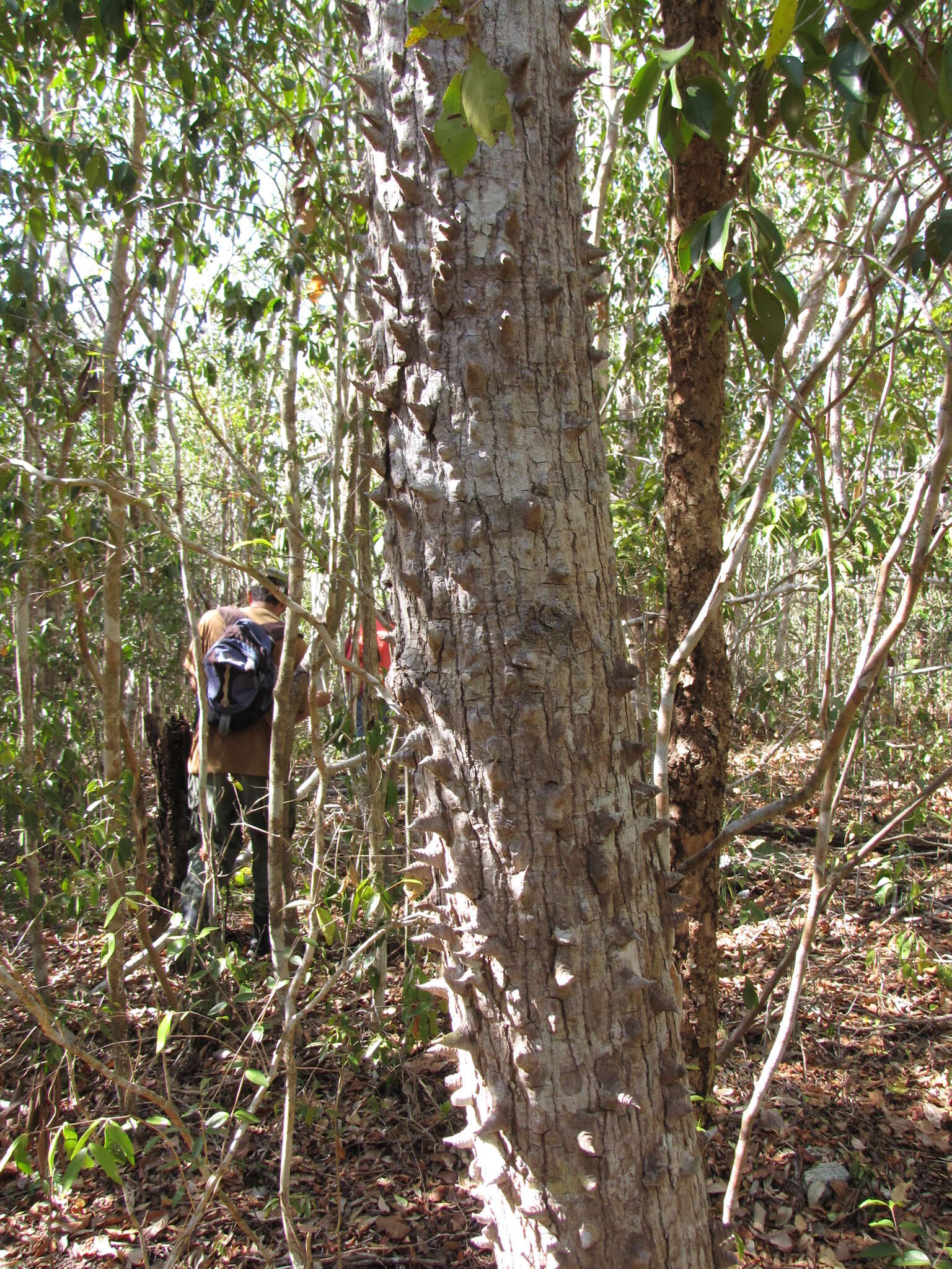 Ceiba schottii Britten & E. G. Baker resmi