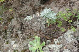 Image of Andryala pinnatifida subsp. pinnatifida