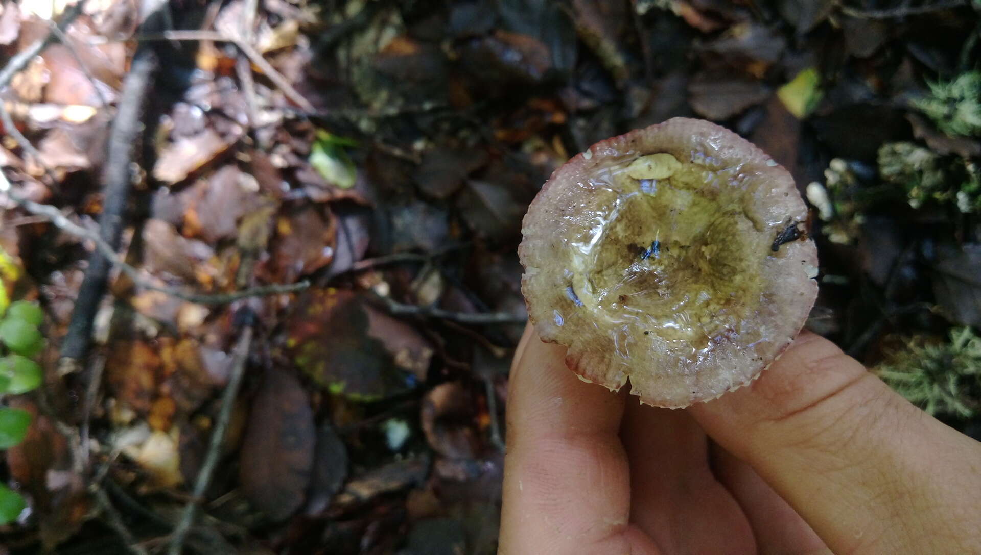 Image of Russula atroviridis Buyck 1990