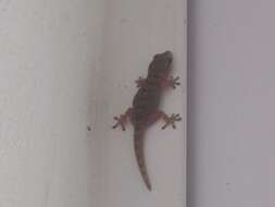 Image of Tenerife Gecko