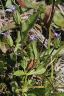 Image of Dane's dwarf gentian