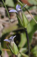 Image of Dane's dwarf gentian