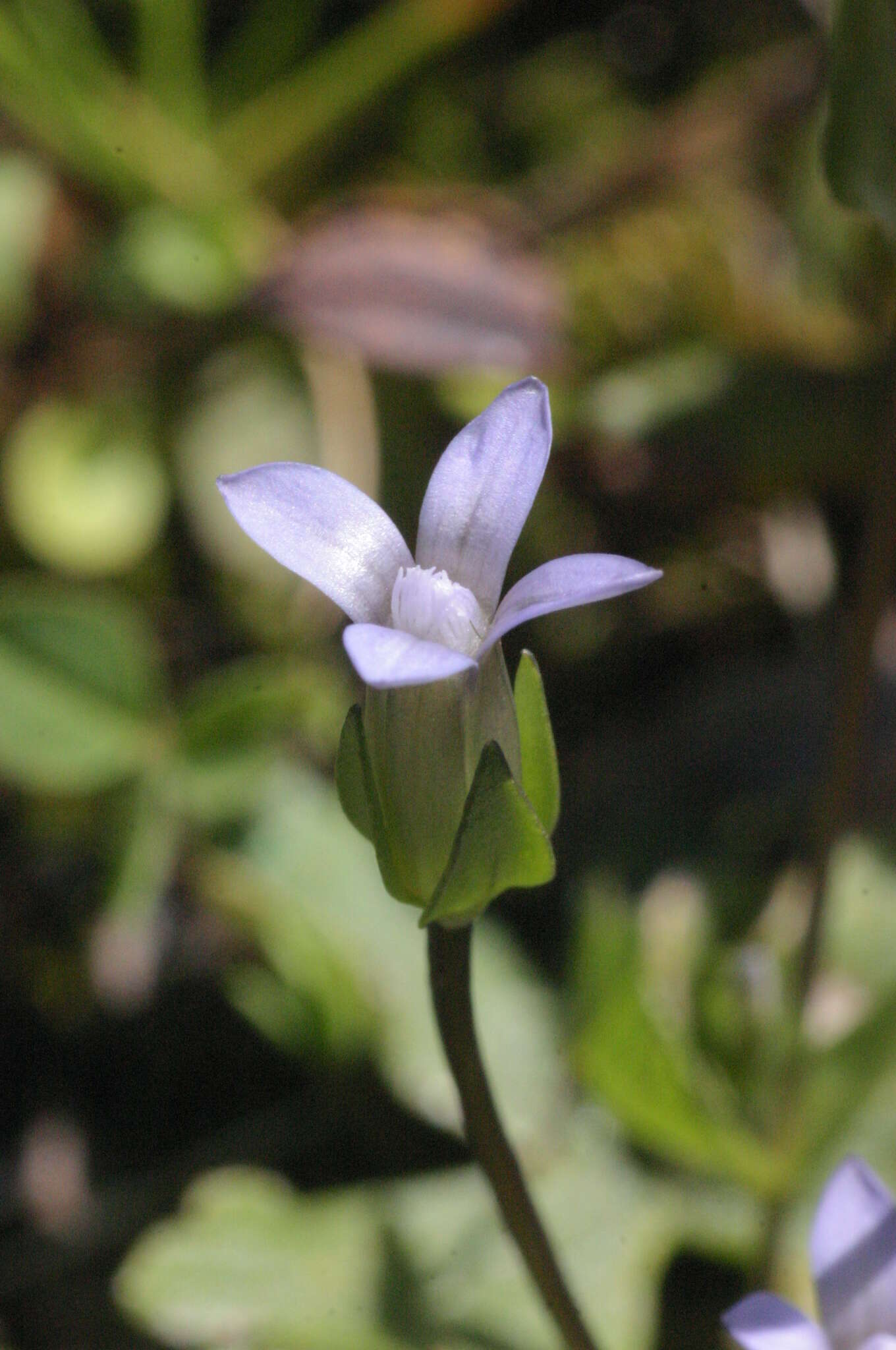 Image of Dane's dwarf gentian