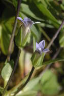 Image of Dane's dwarf gentian