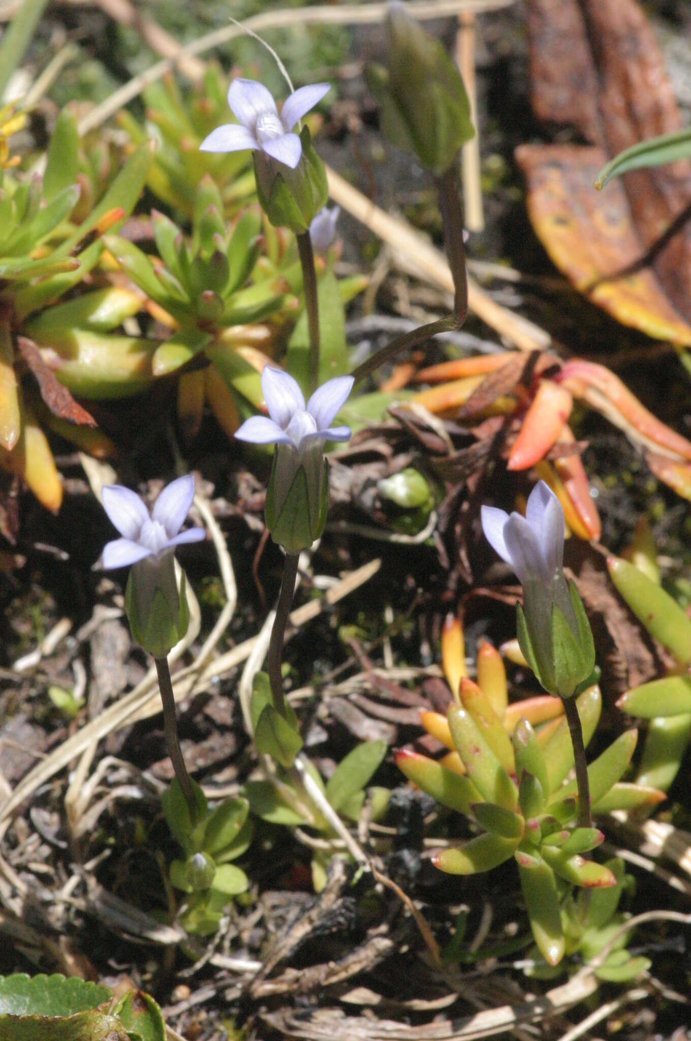 Image of Dane's dwarf gentian