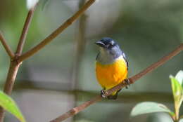 Image of Orange-bellied Flowerpecker