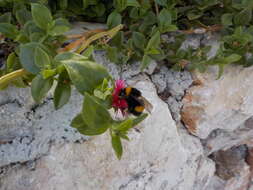 Image of White-tailed bumblebee