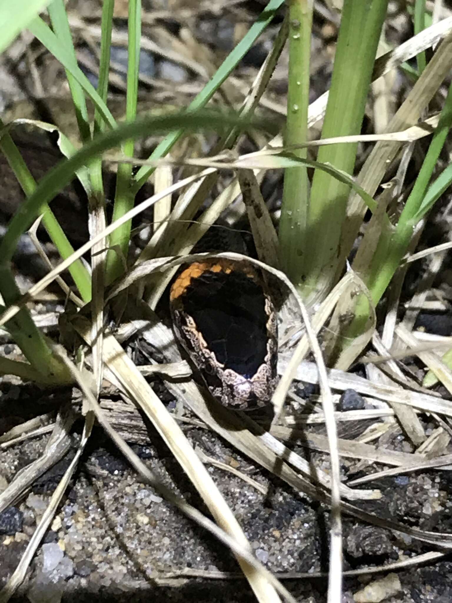 Image of Cacophis churchilli Wells & Wellington 1985