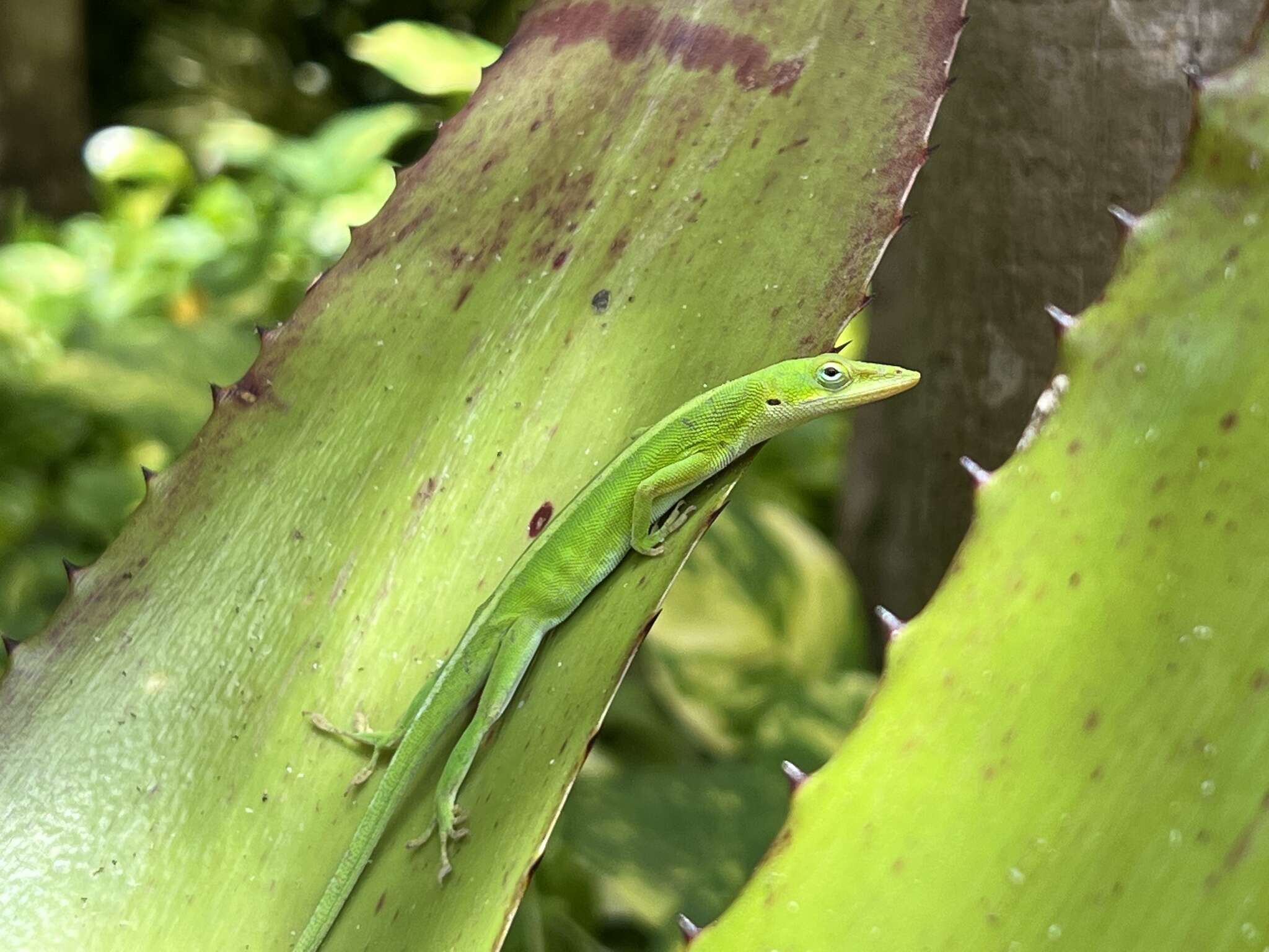 Image of Anolis maynardii