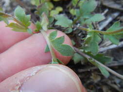 Image of Phacelia dubia var. dubia