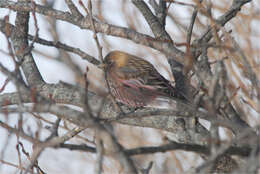 Image of Asian Rosy Finch