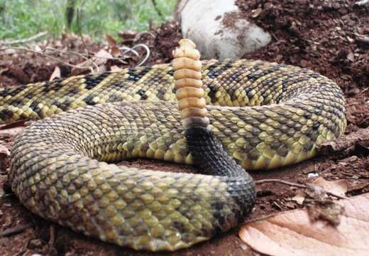 Image of Crotalus totonacus Gloyd & Kauffeld 1940