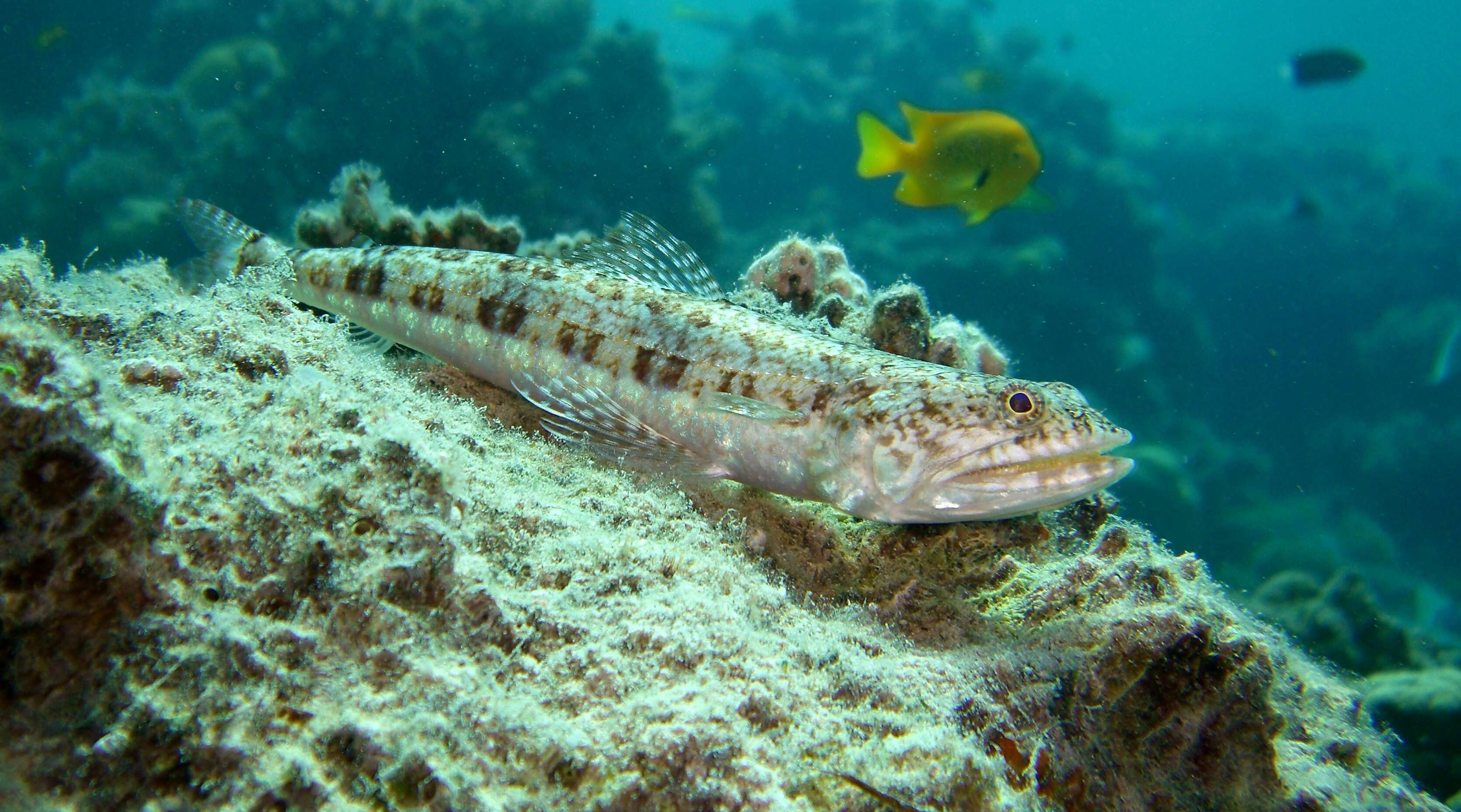 Image of Variegated lizardfish
