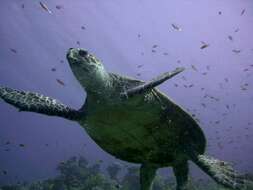 Image of Eretmochelys