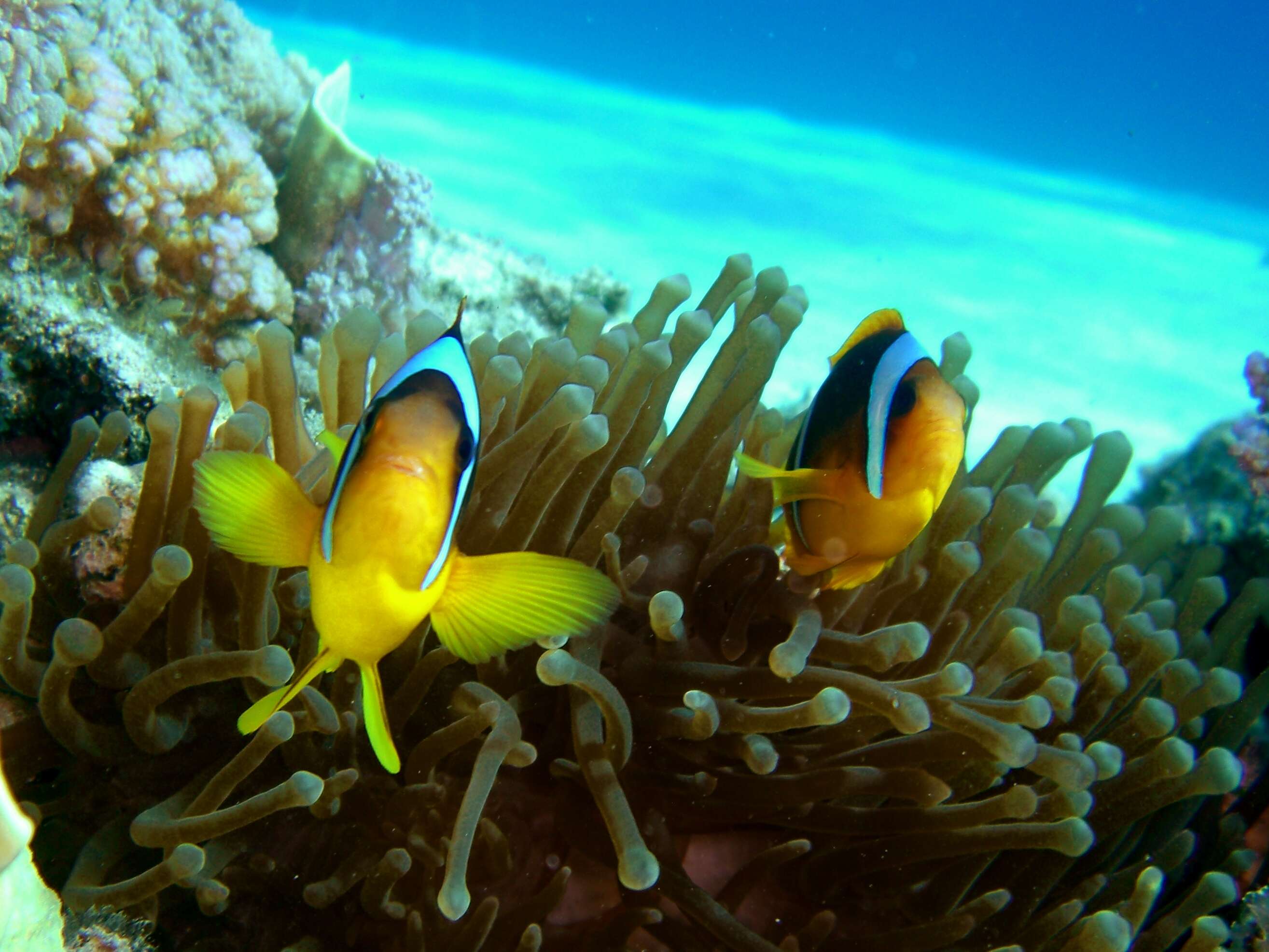 Image of Clownfish