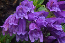 صورة Penstemon cardwellii Howell