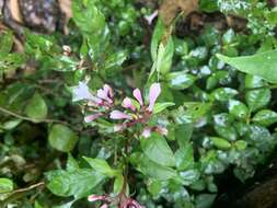 Plancia ëd Ophiorrhiza japonica Blume