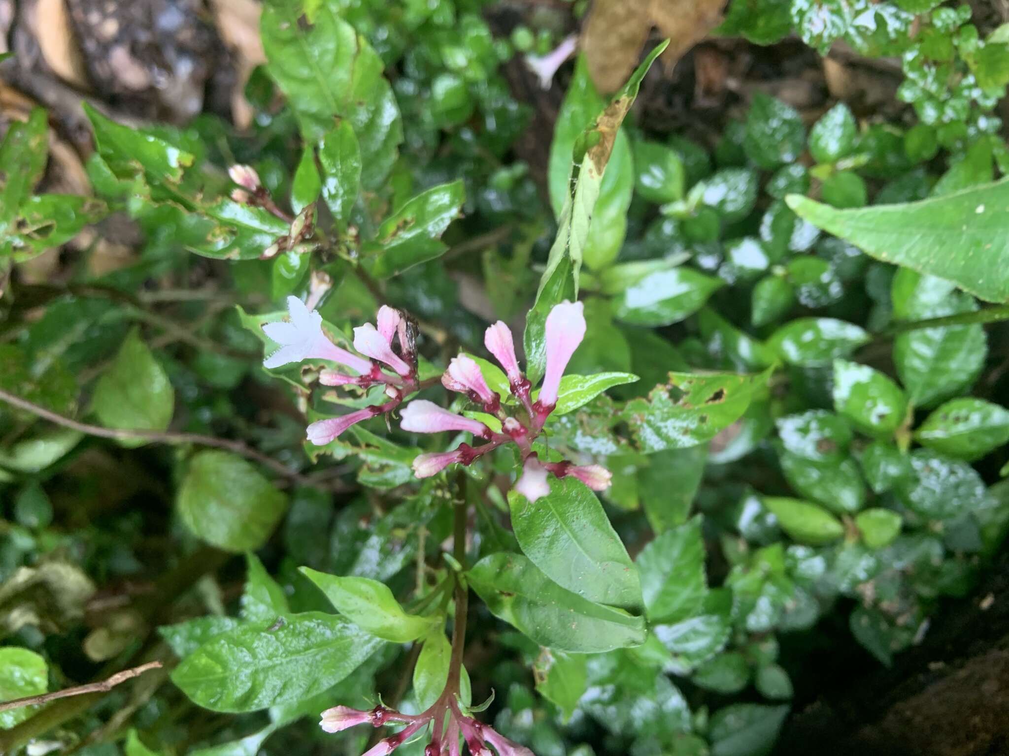 Plancia ëd Ophiorrhiza japonica Blume