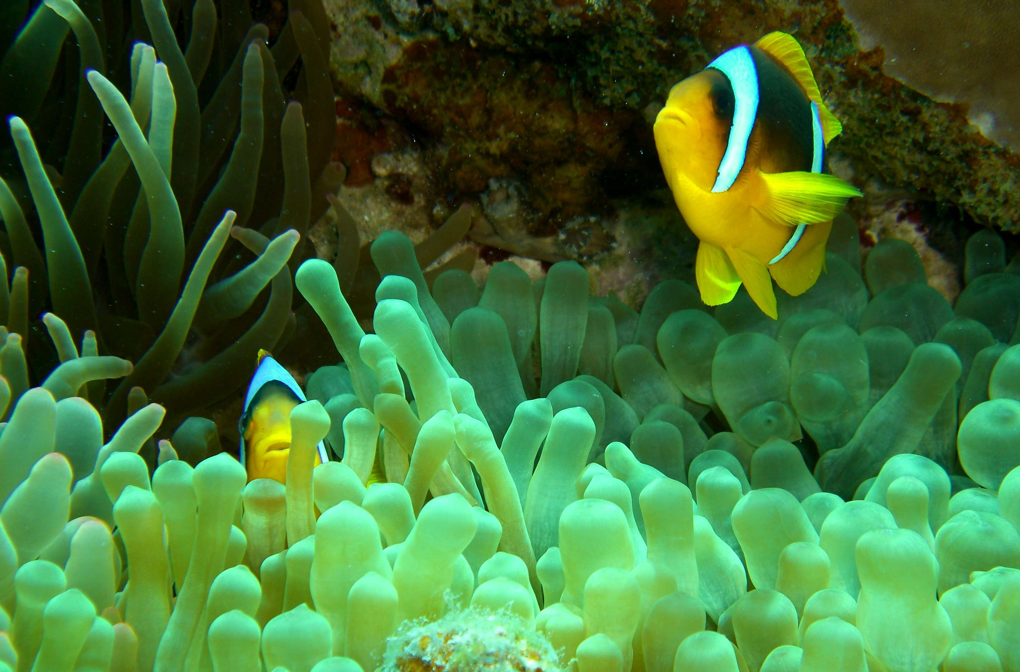 Image of Clownfish