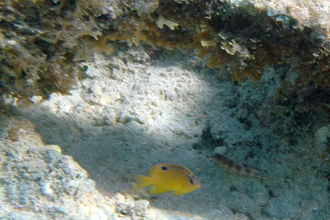 Image of Honey Damselfish