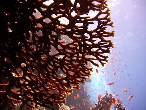 Image of Fire coral