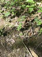 Image of veiny skullcap