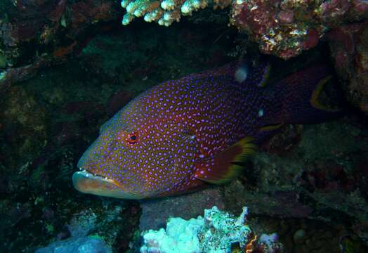 Image of Common Lyre-tail Cod