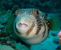 Image of Broadbarred Toadfish