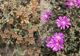 Imagem de Drosanthemum tuberculiferum L. Bol.