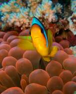 Image of Clownfish