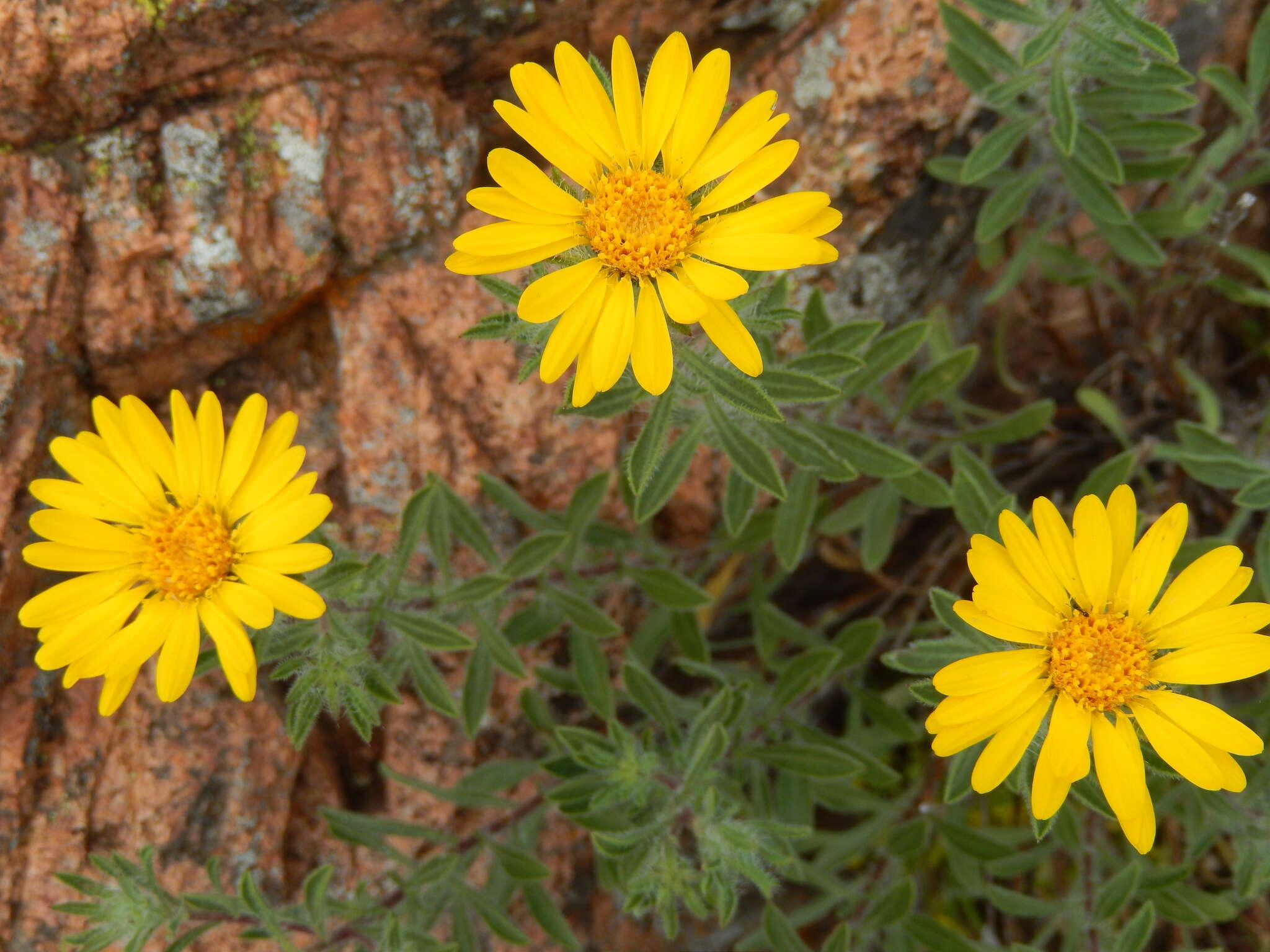 Image de Heterotheca stenophylla (A. Gray) Shinners