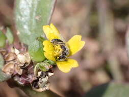 Plancia ëd Lasioglossum brevicorne (Schenck 1870)