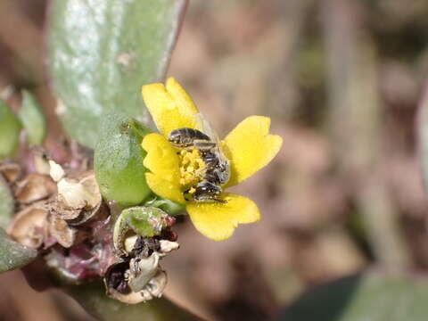 Plancia ëd Lasioglossum brevicorne (Schenck 1870)