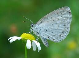 Image of holly blue