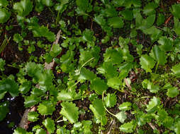 Image of Streambank Pseudosaxifrage