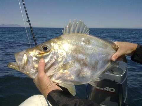 Image of Cape Dory