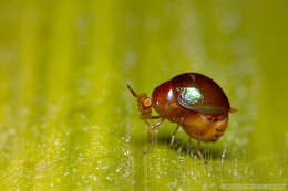 Image of beetle flies