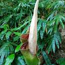 Amorphophallus hewittii Alderw.的圖片