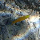 Image of Canary fangblenny