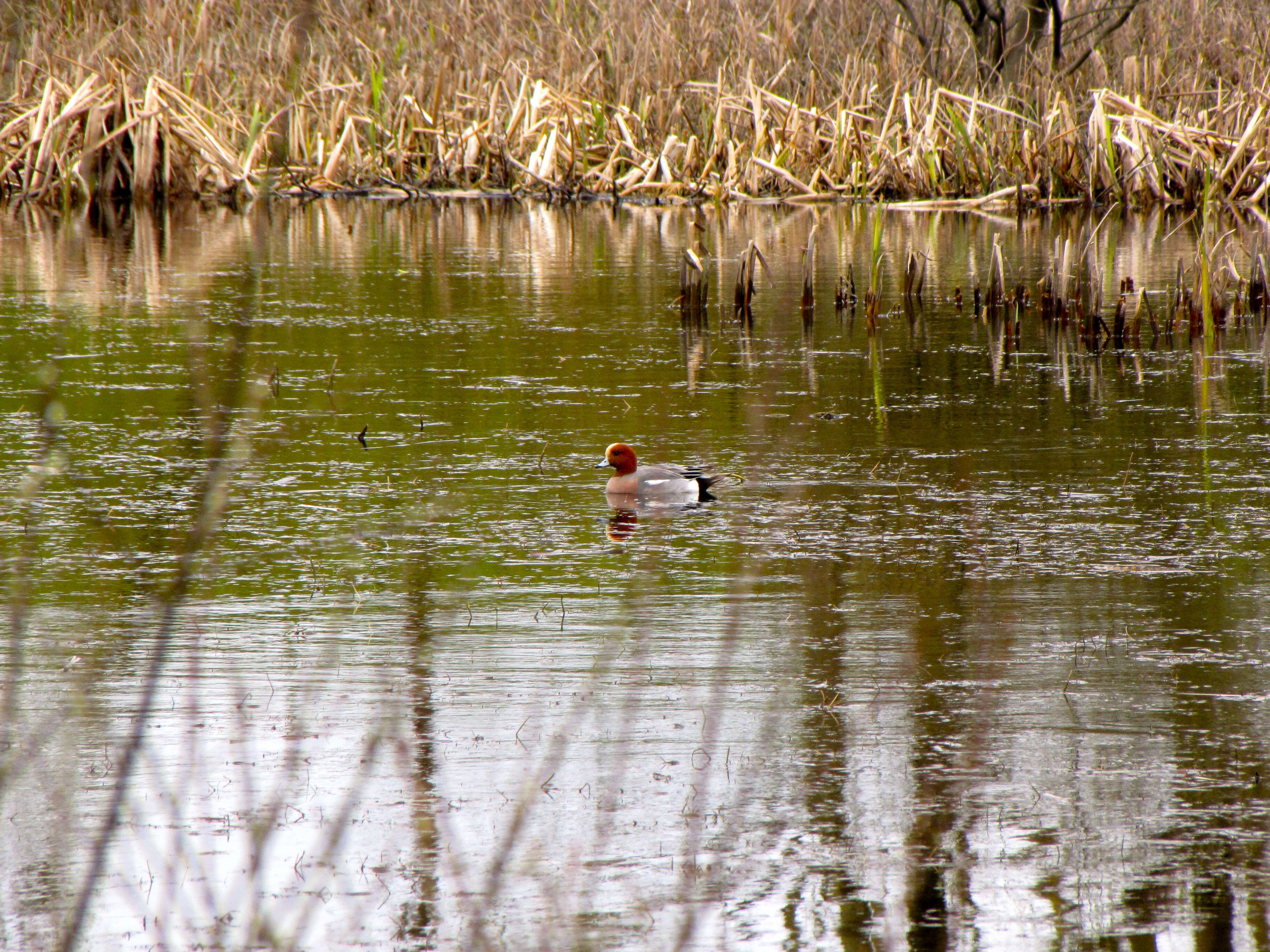 Image of Eurasian Wigeon