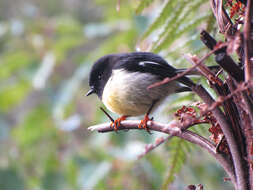 Image of New Zealand Tomtit