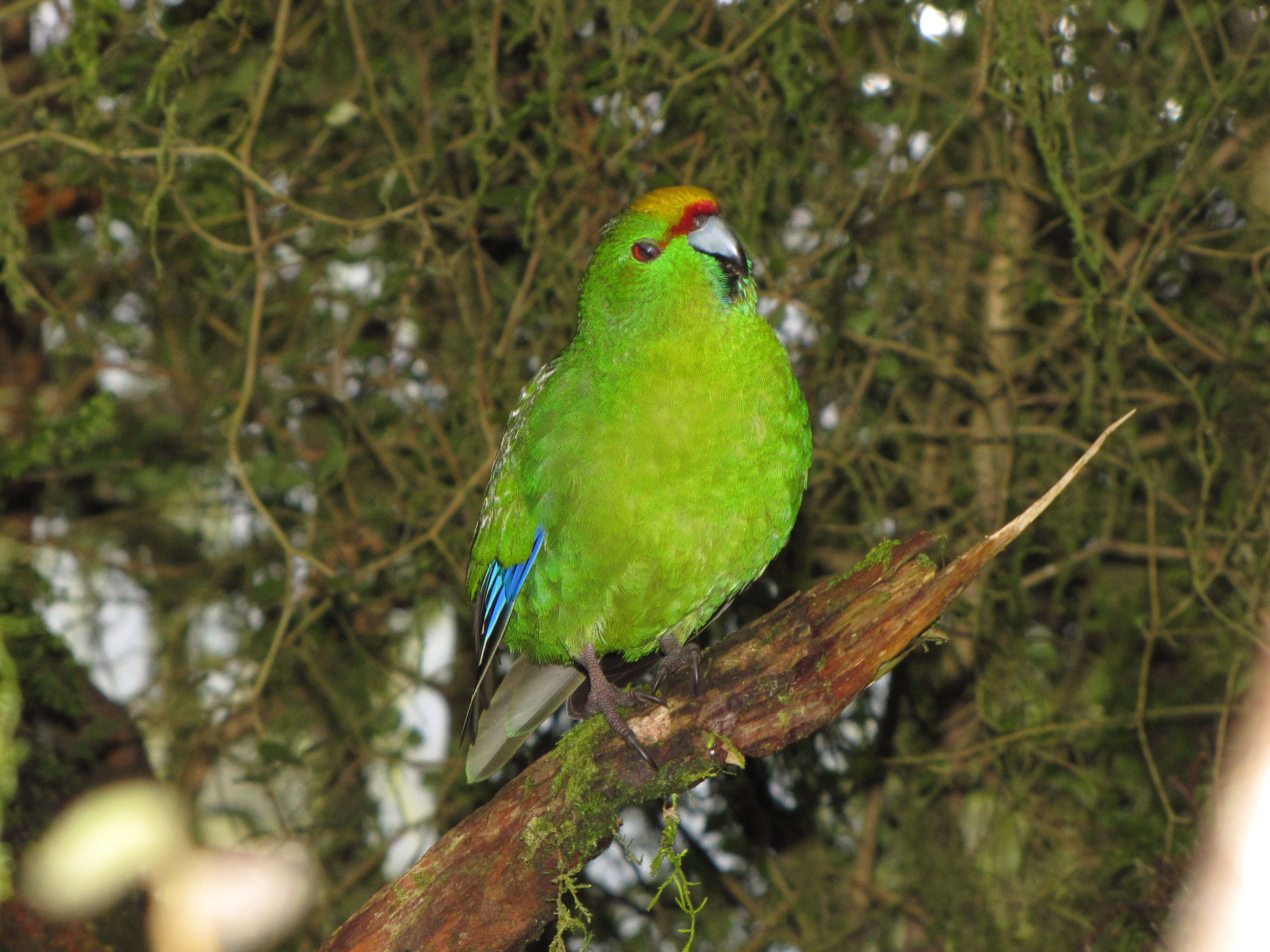 Image of Yellow-crowned Kakariki