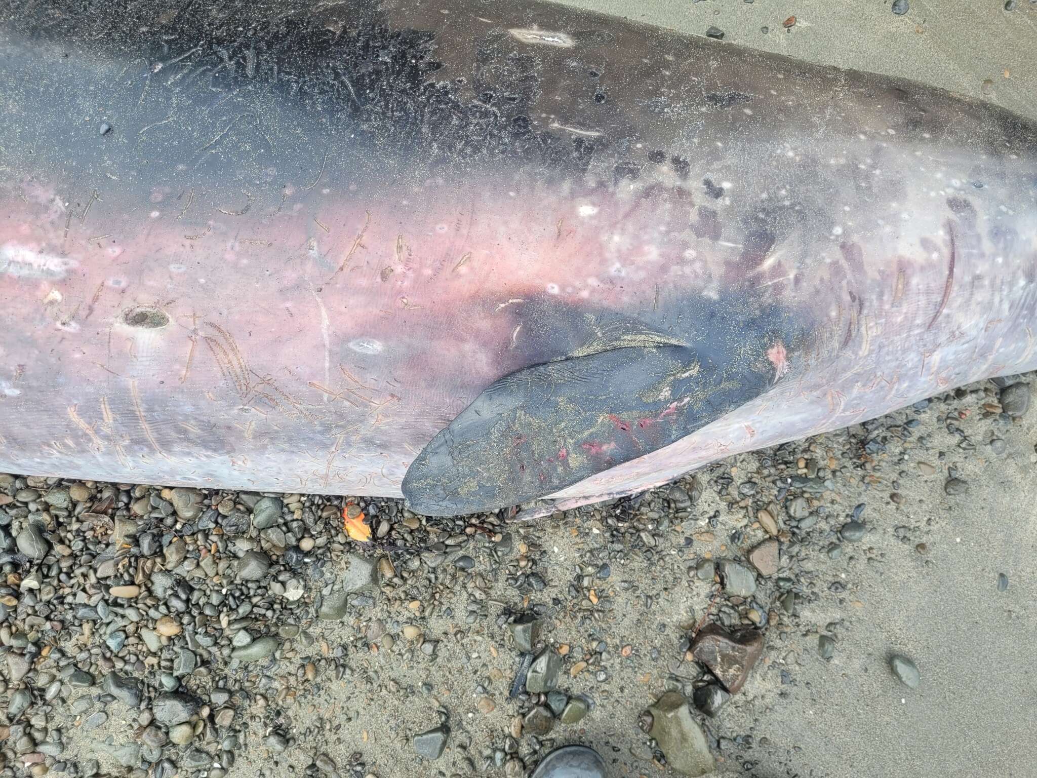 Image of Gray's Beaked Whale