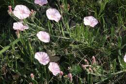 Convolvulus cantabrica L.的圖片