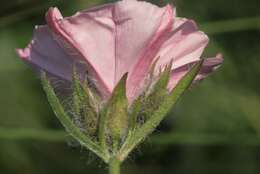 Convolvulus cantabrica L.的圖片