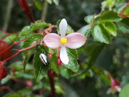 Image of fuchsia begonia