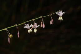 Image of Arthropodium milleflorum (Redouté) J. F. Macbr.