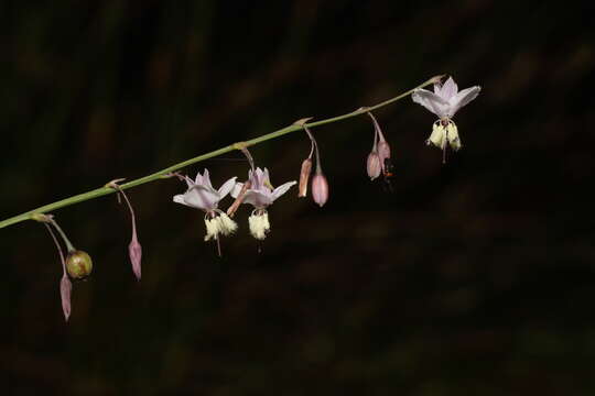 Image of Arthropodium milleflorum (Redouté) J. F. Macbr.