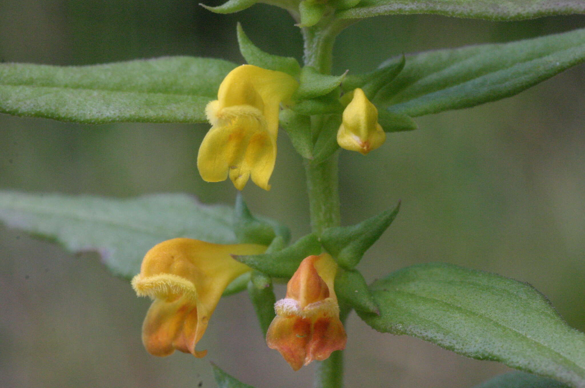 Image of Small cow-wheat