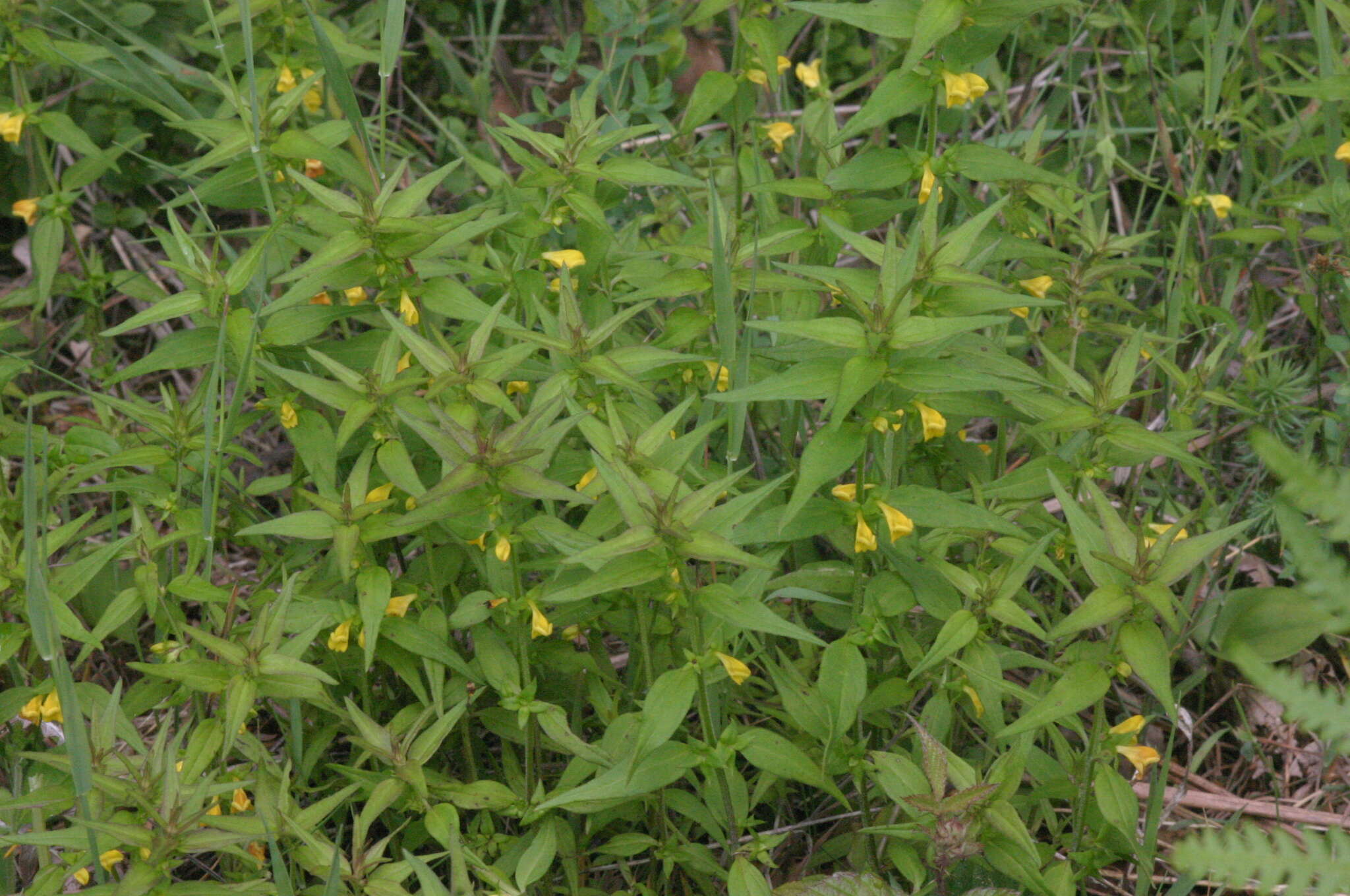 Image of Small cow-wheat